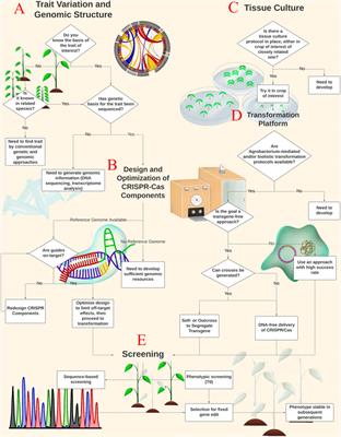 Utilizing CRISPR-Cas in Tropical Crop Improvement: A Decision Process for Fitting Genome Engineering to Your Species